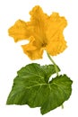 Beautiful yellow flower of pumpkin, isolated on white background Royalty Free Stock Photo