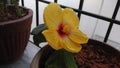 Beautiful Yellow Flower with Red Tinge