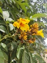 A beautiful yellow flower rohida rajsthan