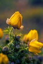 Beautiful yellow flower shot with a macro lens up close with a small bug on the tip of the petals