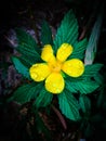 The Beautiful yellow flower shot in rainy season Royalty Free Stock Photo