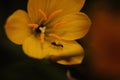 Beautiful Yellow Flower And Small Black Ant. Royalty Free Stock Photo