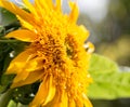 Beautiful yellow flower of a sunflower on nature Royalty Free Stock Photo