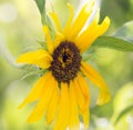 Beautiful yellow flower of a sunflower on nature Royalty Free Stock Photo