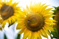 Beautiful yellow flower of sunflower with pollinated bumblebee Royalty Free Stock Photo