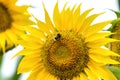 Beautiful yellow flower of sunflower with pollinated bumblebee Royalty Free Stock Photo