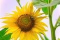 Beautiful yellow flower of sunflower with pollinated bumblebee Royalty Free Stock Photo