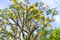 Beautiful yellow flower tree on a sunny day.