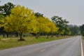 Beautiful yellow flower trees Royalty Free Stock Photo