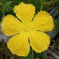 A beautiful yellow flower of a vegetable on the flower there are three ants