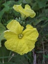 This is yellow flowers
