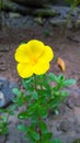 A beautiful yellow flower from village garden in the Guwahati.