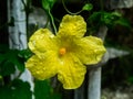 Beautiful Yellow Flower With Water Droplets.