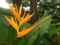 beautiful yellow flower with water drops, yellow flower in the background green leaf Royalty Free Stock Photo