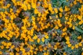 Yellow wild flowerbed