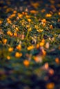 Beautiful yellow flowerbed shot with a macro lens up close in a beautiful soft light