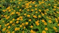 Beautiful yellow flowering plant as an ornamental plant