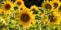 Beautiful yellow flowering sunflower in front of blue sky background Royalty Free Stock Photo