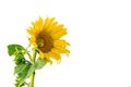 Beautiful yellow flowering sunflower isolated on white background Royalty Free Stock Photo