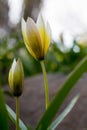 Beautiful yellow flowers Royalty Free Stock Photo