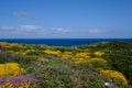 Beautiful Yellow Flowers in Algarve Coast, Portugal.