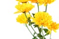 Beautiful yellow flowers of Asters Royalty Free Stock Photo