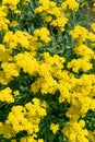 Beautiful yellow flowers of Aurinia saxatilis