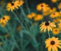 Beautiful yellow flowers with a black center. Rudbeckia, Echinacea. The background for the label, floral texture. Beautiful flower Royalty Free Stock Photo