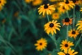Beautiful yellow flowers with a black center. Rudbeckia, Echinacea. The background for the label, floral texture. Beautiful flower Royalty Free Stock Photo
