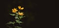 Beautiful yellow flowers bloom on a long stem with green leaves in the summer twilight. Background Royalty Free Stock Photo