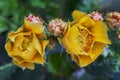 Beautiful yellow flowers of blooming cactus Royalty Free Stock Photo