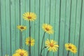 Beautiful yellow flowers on the blue wooden background