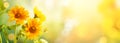 Beautiful yellow flowers on blurred background with bokeh and copy space. Autumn or summer festive natural background