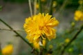 Beautiful yellow flowers on a bokeh background Royalty Free Stock Photo