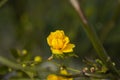 Beautiful yellow flowers on a bokeh background Royalty Free Stock Photo