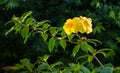 Beautiful yellow flowers are born naturally in the wild.