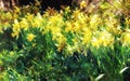 Beautiful yellow flowers with bright petals blossoming in nature. Narcissus pseudonarcissus or wild daffodils from the Royalty Free Stock Photo