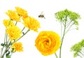 Beautiful yellow flowers. Buttercup and Daisy Aster. Honey bee flying Royalty Free Stock Photo