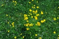Beautiful yellow flowers on a carpet of green grass