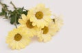 Beautiful Yellow Flowers of Chrysanthemum on a white background Royalty Free Stock Photo