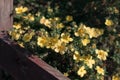 Beautiful yellow flowers cinquefoil bloom under the warm rays of the summer sun. Royalty Free Stock Photo