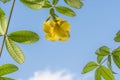 Beautiful yellow flowers with clear blue sky