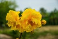 beautiful yellow flowers Royalty Free Stock Photo