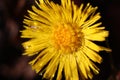 Beautiful yellow flowers of a coltsfoot plant in drops of water