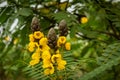 Beautiful yellow flowers commonly called as popcorn cassia Senna didymobotrya seen in Masinagudi, Mudumalai National Park, Tamil