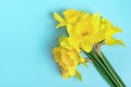 Beautiful yellow flowers of daffodils on a blue background