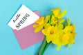 Beautiful yellow flowers of daffodils on a blue background Royalty Free Stock Photo