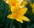 Beautiful yellow flowers daylilies close up on green background. Blooming Hemerocallis lilioasphodelus. Bright decorative garden Royalty Free Stock Photo