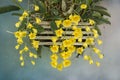 Beautiful yellow flowers of dendrobium lindleyi orchid Royalty Free Stock Photo