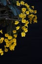 Beautiful yellow flowers of Dendrobium lindleyi steud on black background Royalty Free Stock Photo